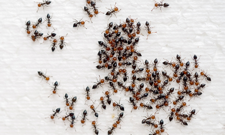 Wat te doen tegen mieren