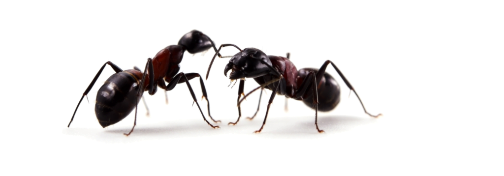 mieren voorkomen of bestrijden