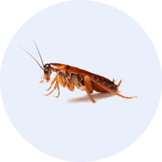 rimdo ongediertebestrijding kakkerlakken