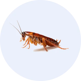 rimdo ongediertebestrijding kakkerlakken