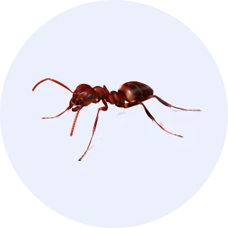 rimdo ongediertebestrijding mieren