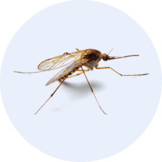 rimdo ongediertebestrijding muggen