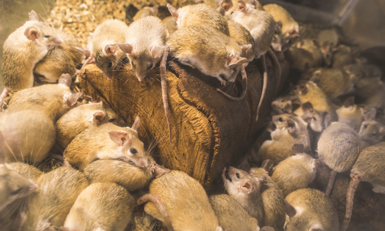 Rattenplaag gelijk aanpakken