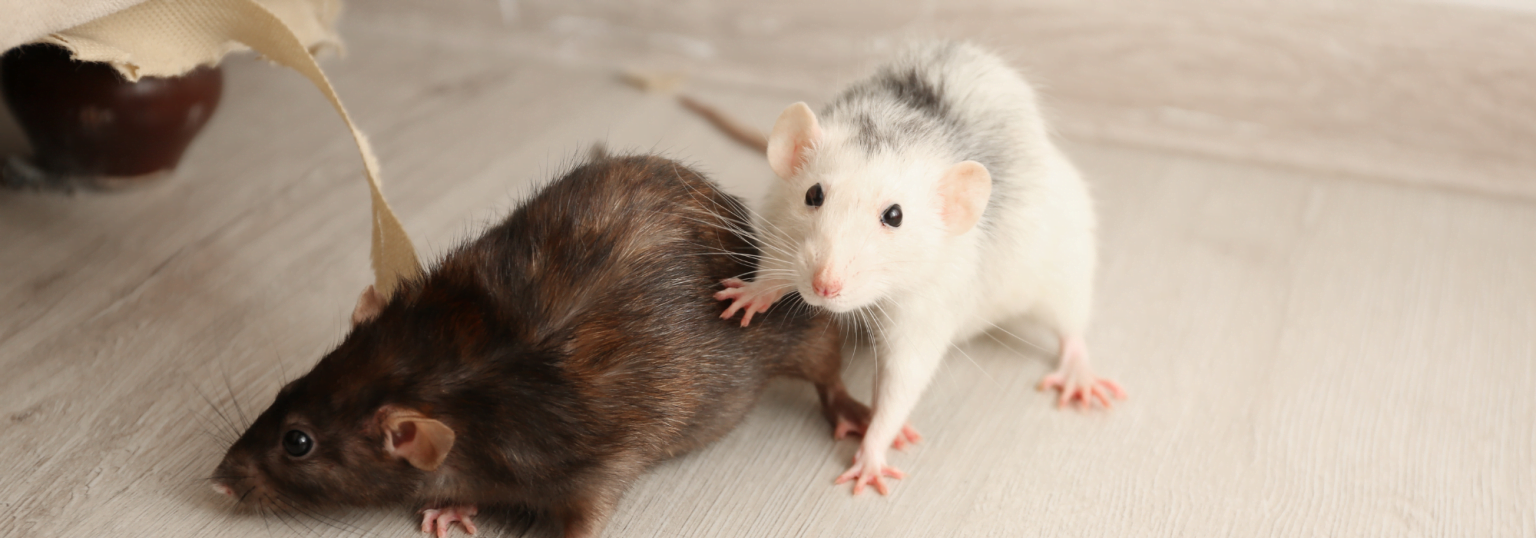 1 muis in huis of meerdere? Zo komt u erachter! Rimdo.nl 1 muis in huis of meerdere? Zo komt u erachter! Rimdo.nl