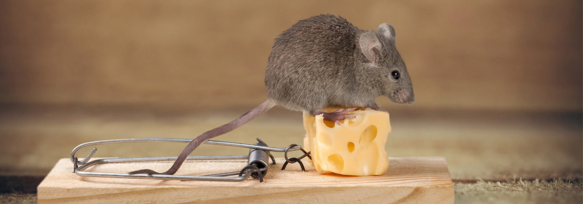 het gedrag van een muis